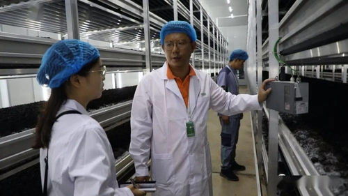 菌香飄千里，科技助搬遷——貴州岑鞏以菌產業年供300崗位，助力易地搬遷群眾城市扎根